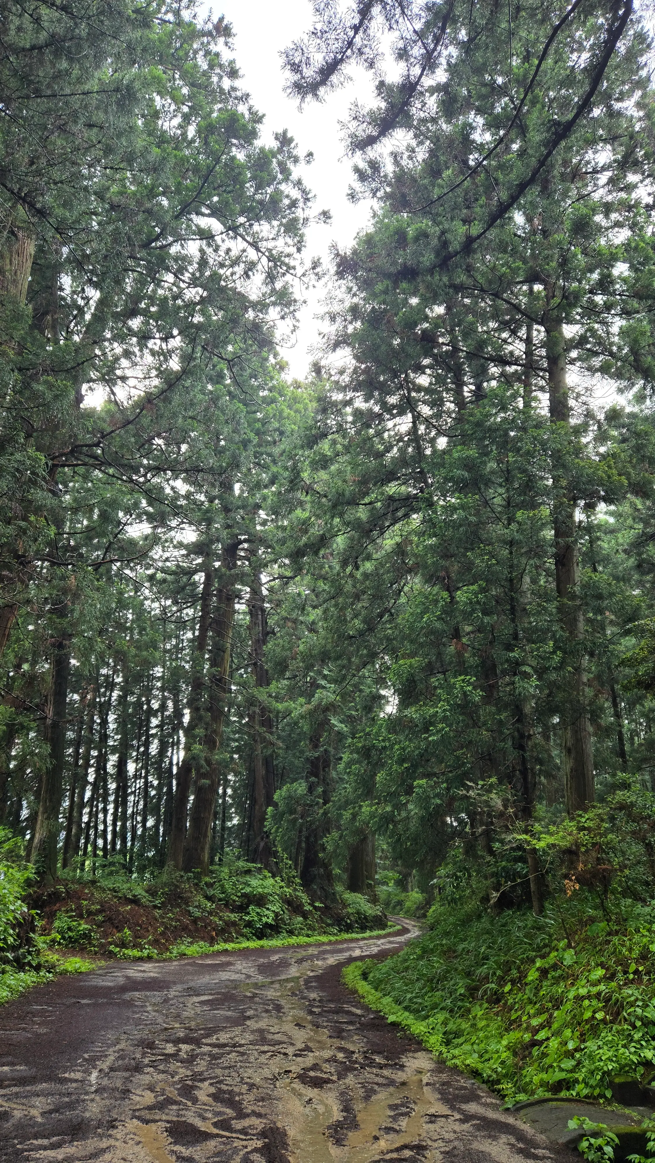 雨中的日光杉並木街道：參天杉木夾道的碎石小徑，地面泥濘。