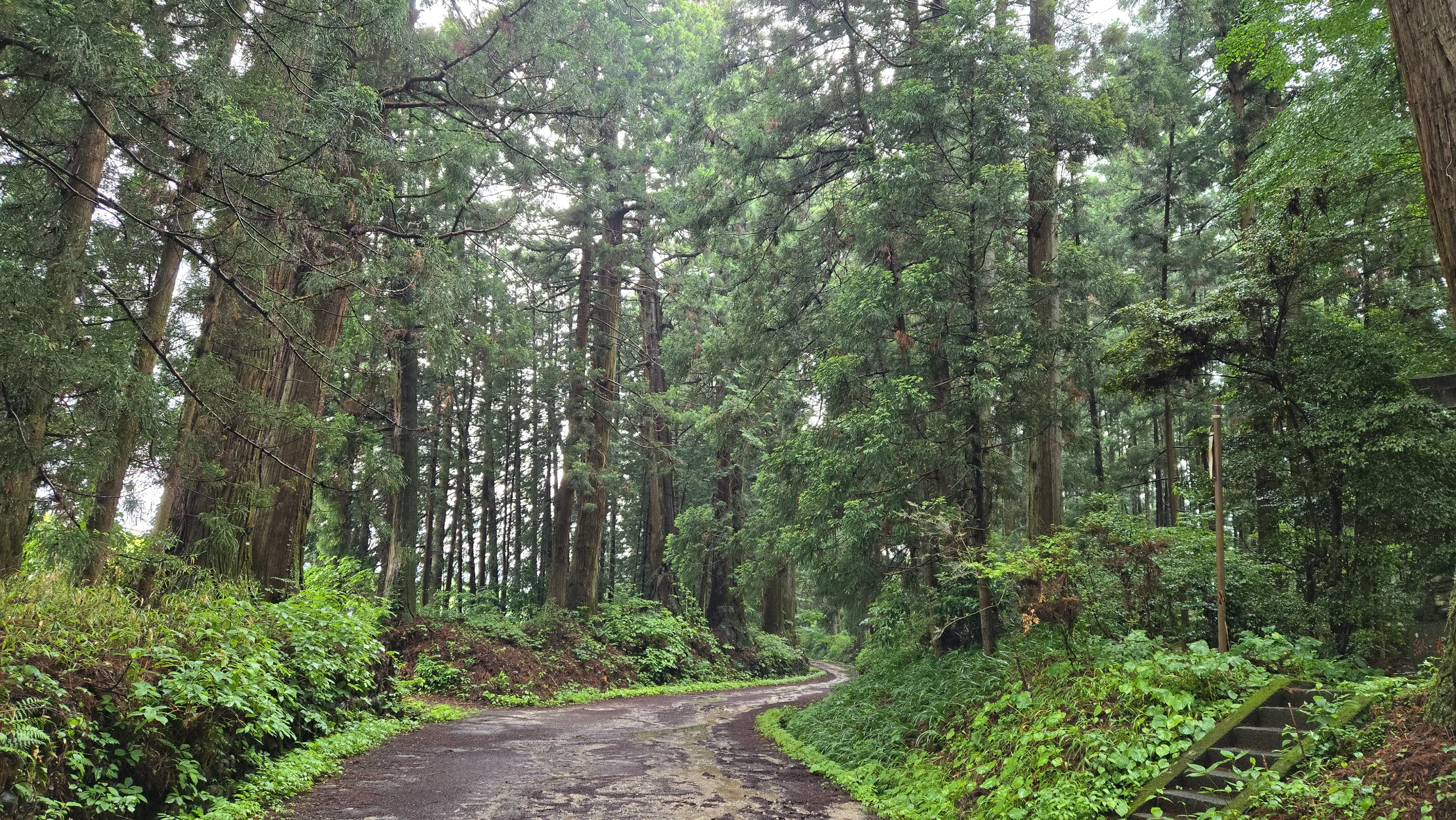 雨中的日光杉並木街道：參天杉木夾道的碎石小徑，地面泥濘。
