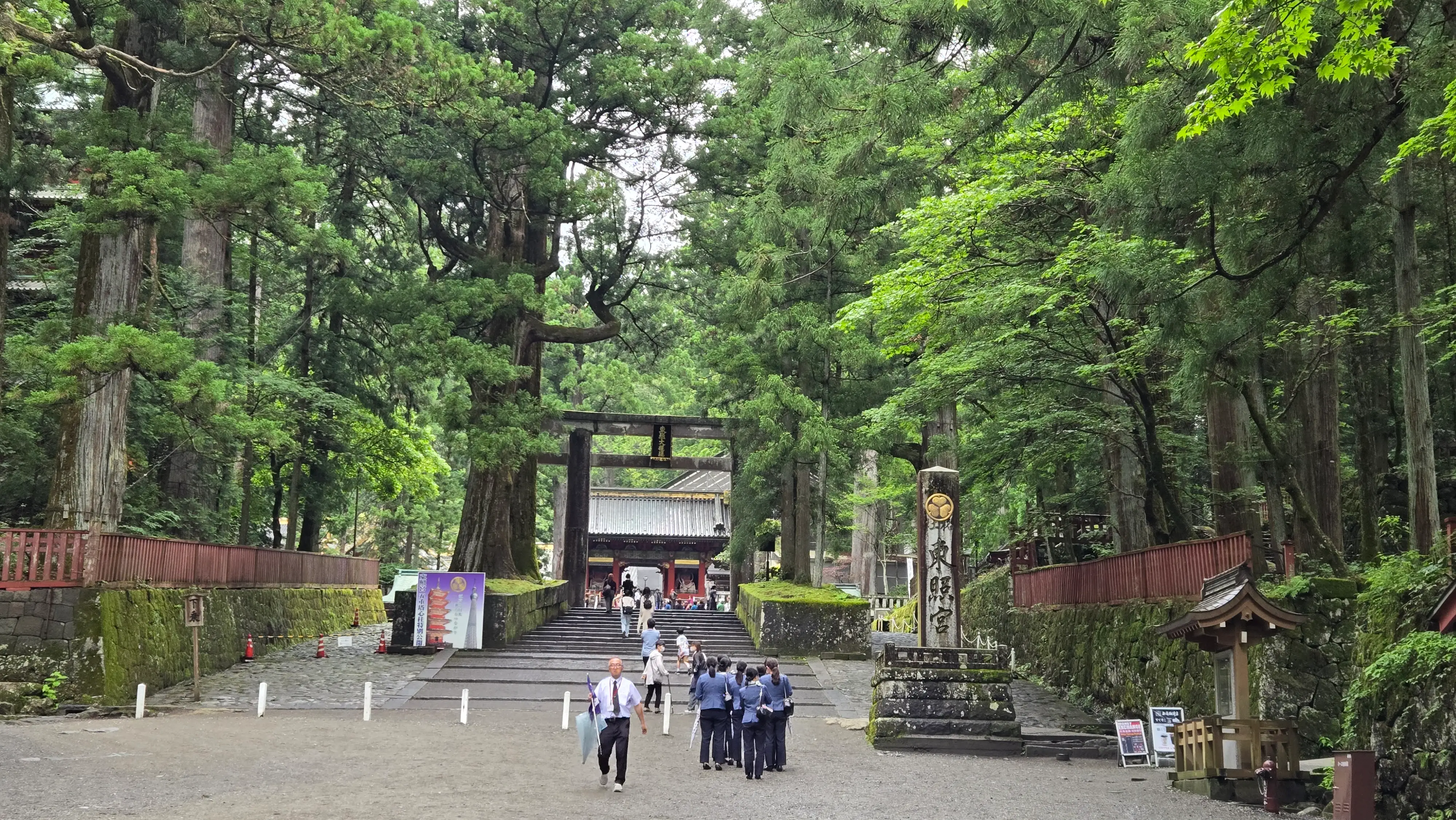 東照宮的參道，杉林夾道，盡頭是石鳥居。