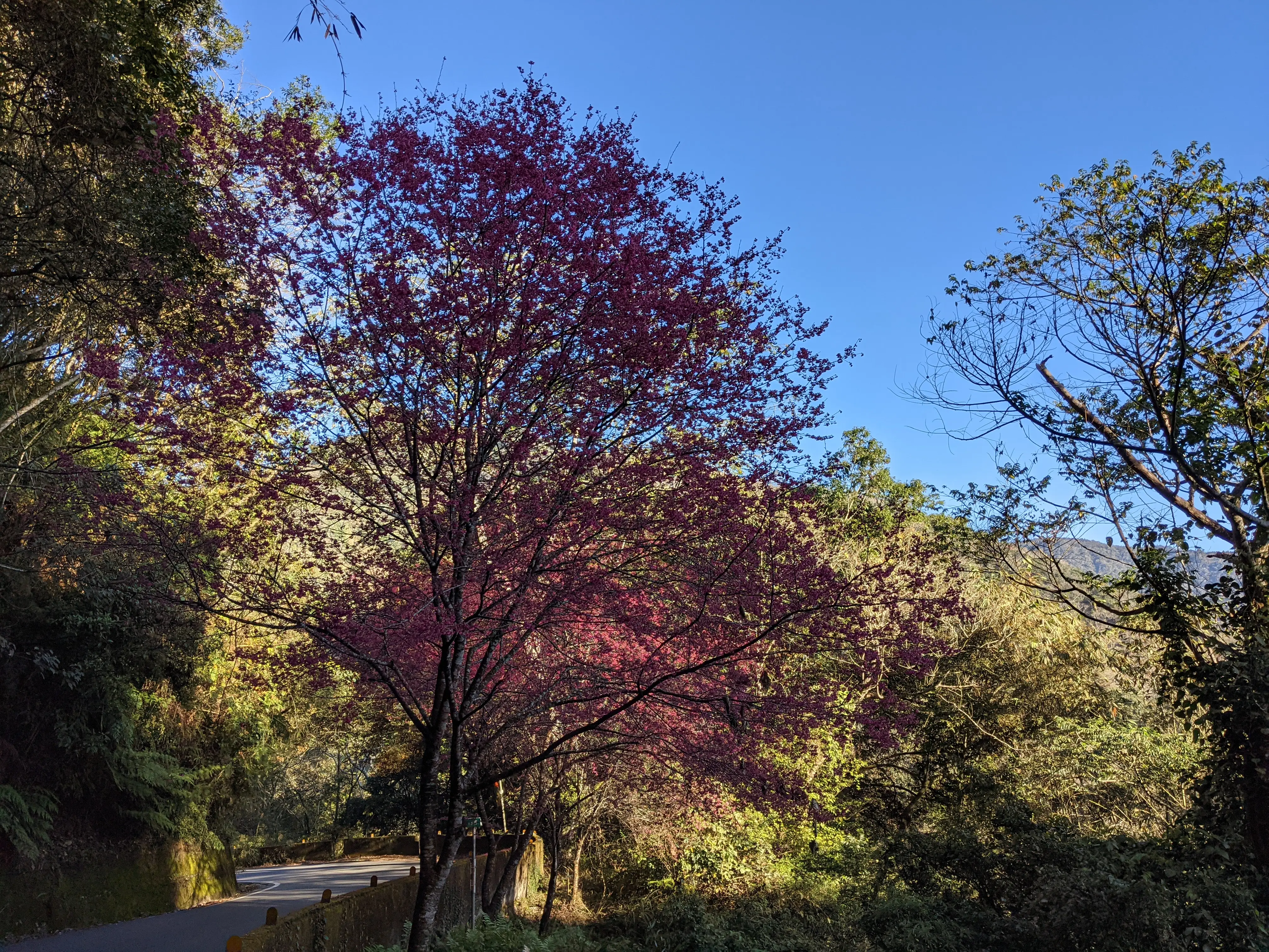 公路邊盛開的櫻花。