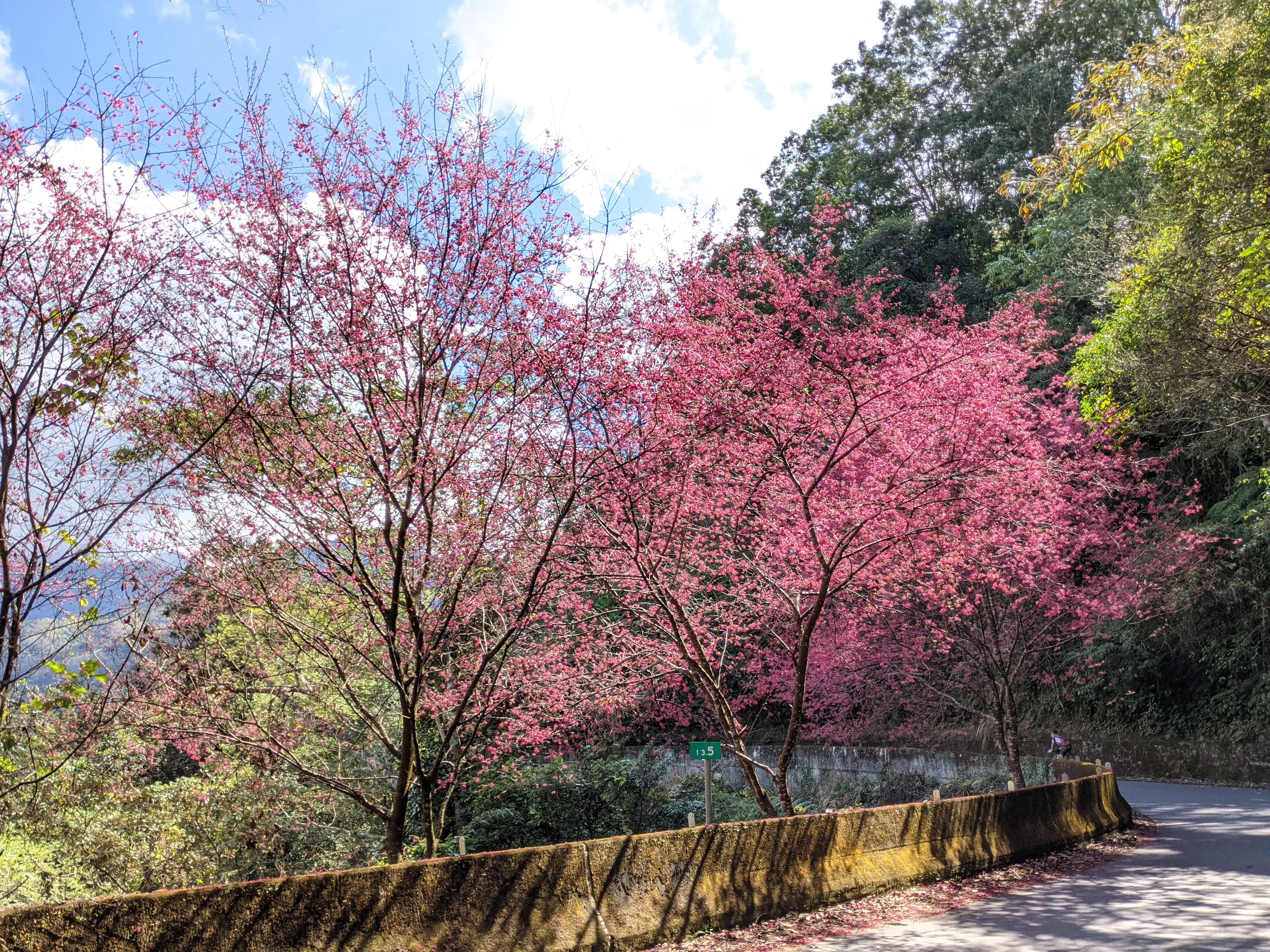 公路邊盛開的櫻花。